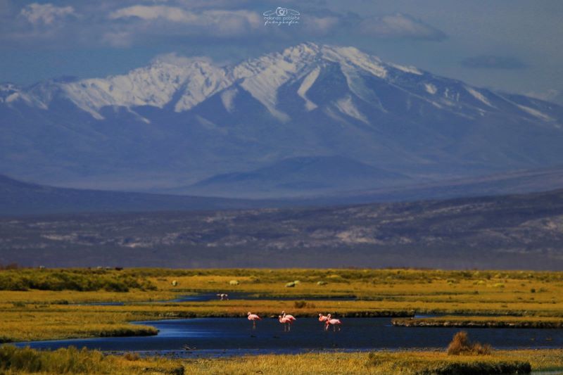 Cari Lauquen